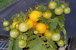 SEPTH Monet Micro Dwarf  Sweet Cherry Tomato Vegetable 12 Seeds (Read) - $4.75