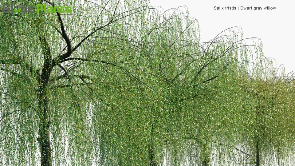 PSStore Live Dwarf Australian Weeping Willow Bonsai Tree Salix 5 Seeds C... - $11.67