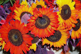 Guashi Store 100 Seeds Autumn Beauty Sunflower Helianthus Annuus Flower - £7.86 GBP