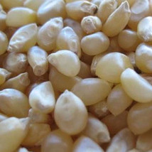 Ship From Us Japanese Hulless Popcorn Seeds -2 Lb Seeds -NON-GMO, Heirloom, TM11 - £71.93 GBP
