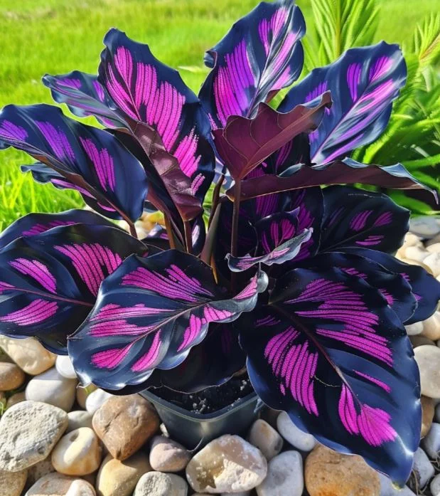 Fascinating giant caladium Purple Stripes - $29.99