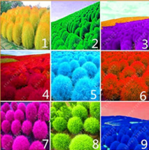 New Fresh 9 Kinds Of Kochia Scoparia Grass Seeds Perennial Grass Burning Bush 10 - $4.99