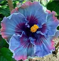 200 SEEDS Hibiscus Plants Seeds Sky Blue Purple Big Flowers with Light Pink Edge - £15.72 GBP