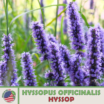 125 Hyssop Seeds Hyssopus Officinalis Ornamental Genuine Usa USA Seller Garden F - $6.78