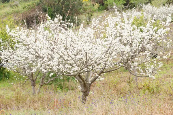 Fresh Wild Plum Tree Seeds For Planting 10 Seeds Of Prunus Umbellata Made In Usa - £15.81 GBP
