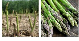 300 seeds Mary Washington Asparagus Vegetable Fresh Garden Seeds  - £21.10 GBP