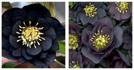 Black Hellebore Flower Seeds 30pcs Seeds Gardening  - £17.29 GBP