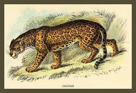 Jaguar by Sir William Jardine - Art Print - £17.17 GBP+