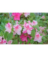 Encore Autumn Twist Azalea Deciduous Well Rooted Starter Plant Fresh Gar... - $48.19