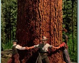 Giant of the Forest Huge Tree Three Men 29&#39; Circumference WA UNP DB Post... - $12.42