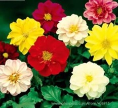 Mixed 9 Colors Dwarf Dahlia Flower 30 seeds - $84.11 MXN