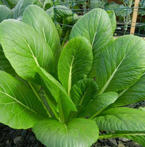 New Fresh Seeds Komatsuna Japanese Mustard Greens Brassica Mizuna Dento Yasai - $9.90