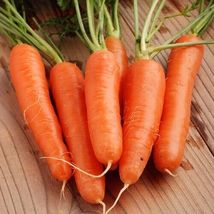 Fancy Nantes Carrot Seeds Fresh Harvest 700 Seeds - £6.84 GBP