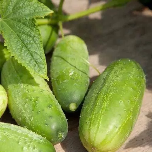 25 Seeds Homemade Pickles Cucumbers Heirloom 5-6&quot;&quot; Cukes Crispy Sweet Vegetable  - £8.24 GBP