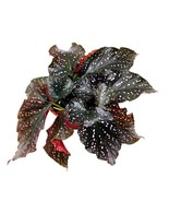 Cracklin Rosie Angel Wing, 6 inch Cane Begonia Dark Curly Leaf with Pink... - £37.08 GBP