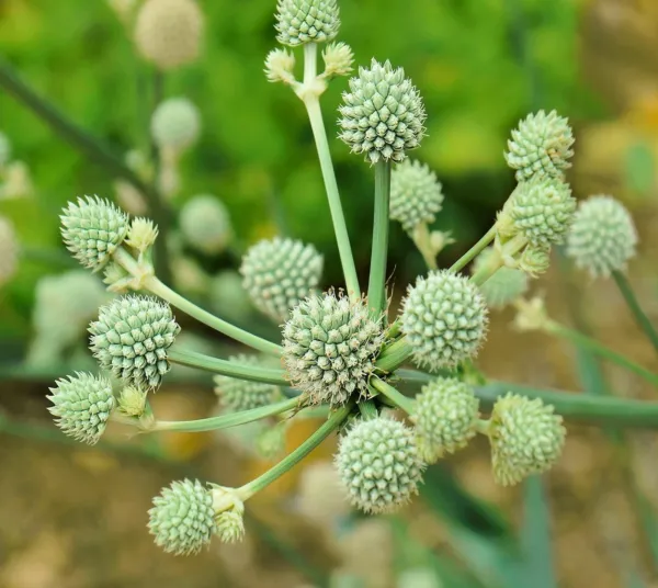 Rattlesnake Master Seeds For Planting (100+ Seeds) Hardy Herbaceous Perennial Fr - £15.62 GBP
