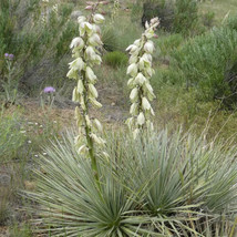 25 Seeds Soapweed Yucca Glauca White Flower  - $3.09