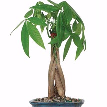 Money Tree Plant Indoor Braided Bonsai Wealth Good Fortune Luck Prosperity Gift - £47.52 GBP