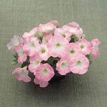 New Seeds 2R9D3 Petunia Seeds 100 Pelleted Trilogy Pink Lips Seeds Varie... - £48.51 GBP