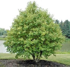 New Fresh Seeds 50 European Gray Alder Seeds Alnus Incana Fast Ship - $9.80