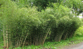 400 UMBRELLA Bamboo Seeds - Fargesia spathacea Franch - Hardy Rare Privacy Plant - £11.95 GBP