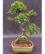 Chinese Elm Bonsai Tree Curved Trunk & Root Over Rock Style  (ulmus parvifolia)  - $495.00