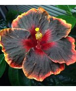 PATB BLACK RAINBOW Tropical Hibiscus SMALL Rooted Starter Plant Ships Ba... - £31.95 GBP