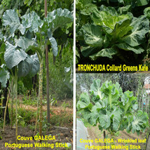400 seeds Portuguese Couve Galega Walking stick cabbage kale tree - £2.77 GBP