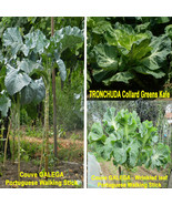 400 seeds Portuguese Couve Galega Walking stick cabbage kale tree - £2.74 GBP