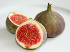 50 Seeds Organic Heirloom African Fig Tree Exotic Fruit Seeds Common fig RARE - $30.00