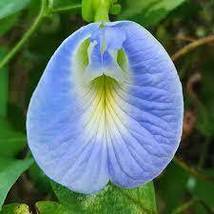 15 Sky Blue Clitoria ternatea seeds ,Aparajita Blue ,Butterfly Pea seeds,  - $5.00