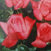 Montezuma Hybrid Tea 5 gal Orange Pink Live Bush Plants Shrub Plant Fine Roses - £91.28 GBP