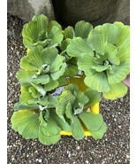 Spring Special (10) Jumbo Water Lettuce Floating Koi Pond Plant Shade La... - $45.90