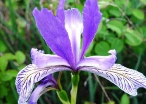 Fresh Wild Blue Iris Flower Seeds 25 Seeds Garden - £9.40 GBP