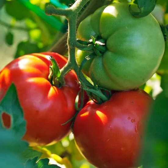 50+ Better Boy Heirloom Tomato Seeds for Garden Planting - £9.39 GBP