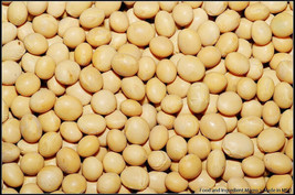 USA Non GMO Soybeans White Soybean Soy Bean 22 Seeds - £6.30 GBP