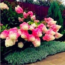 Strawberry Hydrangea Seeds Rose Pink And Khaki Bi Color Flowers Garden USA Shipp - $9.82