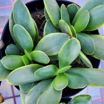 Crassula Variegata Platyphylla - Live Succulent, Variegated Jade 2&quot; Plant - $7.99