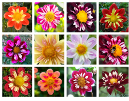 50 Seeds Mixed Collarette Dahlia Variabilis Two Tone Red Pink Yellow Flower - £13.36 GBP