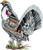 North American USA Dusky Grouse Male Bird Vinyl Decal Sticker Truck RV Camper - £5.55 GBP+