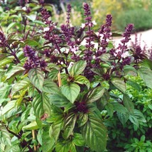 Licorice Basil Seeds Persian Thai Anise Herb Flower Seed Fast Shipping - £4.73 GBP