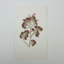Antique Art Print Seaweed Algae Marine Botanical Album Card Red &amp; Green 3 - $5.99