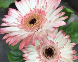 USA Seller Gerbera Daisy Seed Mix Pink Hues Light Colors W Yellow Hint Garden De - £14.50 GBP