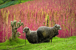 Sale 100 Seeds Organic Red Head Quinoa Grain Chenopodium Quinoa Pink &amp; Red  USA - £7.91 GBP