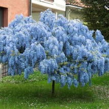 5 Blue Chinese Wisteria Seeds Vine Climbing Flower   - $16.59