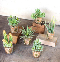 Set Of 6 Realistic Lifelike Artificial Faux Botanica Succulents In Glass Pots - £71.93 GBP