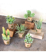 Set Of 6 Realistic Lifelike Artificial Faux Botanica Succulents In Glass... - $123.01 CAD