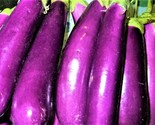 Long Purple Eggplant Seeds Non-Gmo 100 Seeds Fast Shipping - $7.99