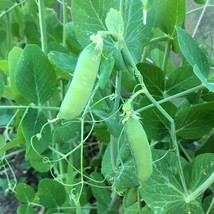 Pea Seeds Early Alaska 25 Ct Pod Vegetable Garden Heirloom NON-GMO  - £4.75 GBP