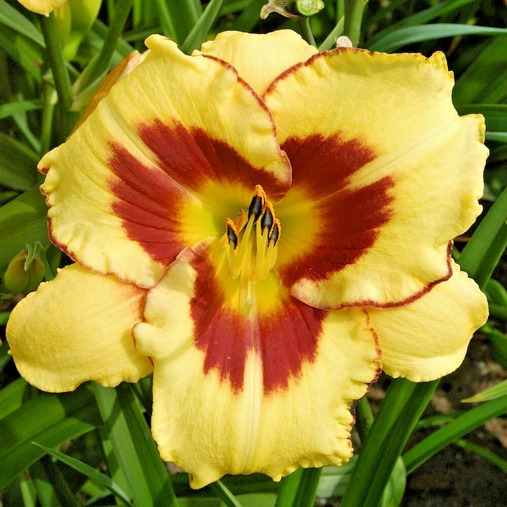 Hemerocallis Daylily EL DESPERADO 1 Live Flower Plant Bush Root Yellow P... - $552.05 MXN